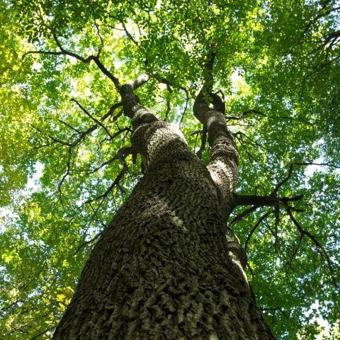 TREE MONITORING PRODUCTS