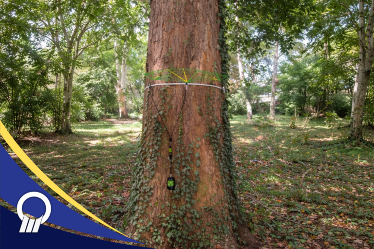 Kesehatan Batang Pohon