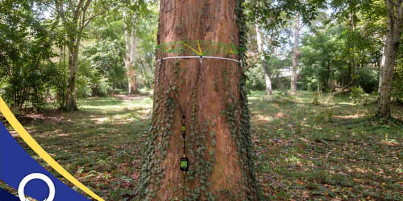 Kesehatan Batang Pohon