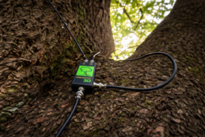 Kesehatan Batang Pohon