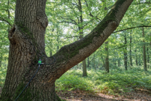 Menjaga Kesehatan batang pohon